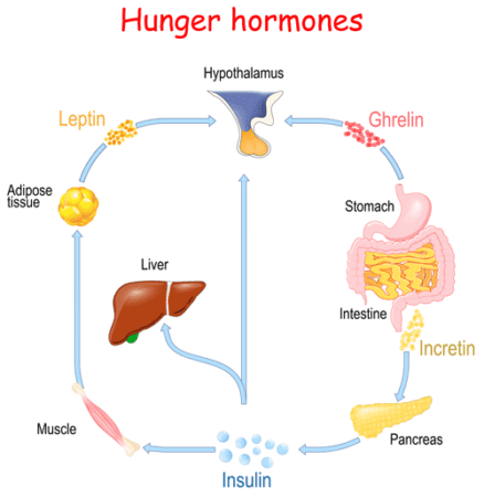 Hunger hormone chart showing Prader-Willi Syndrome symptoms treated by Dr. Joshua Smith, the region's only pediatric endocrinologist based in Idaho Falls with an office in Pocatello.