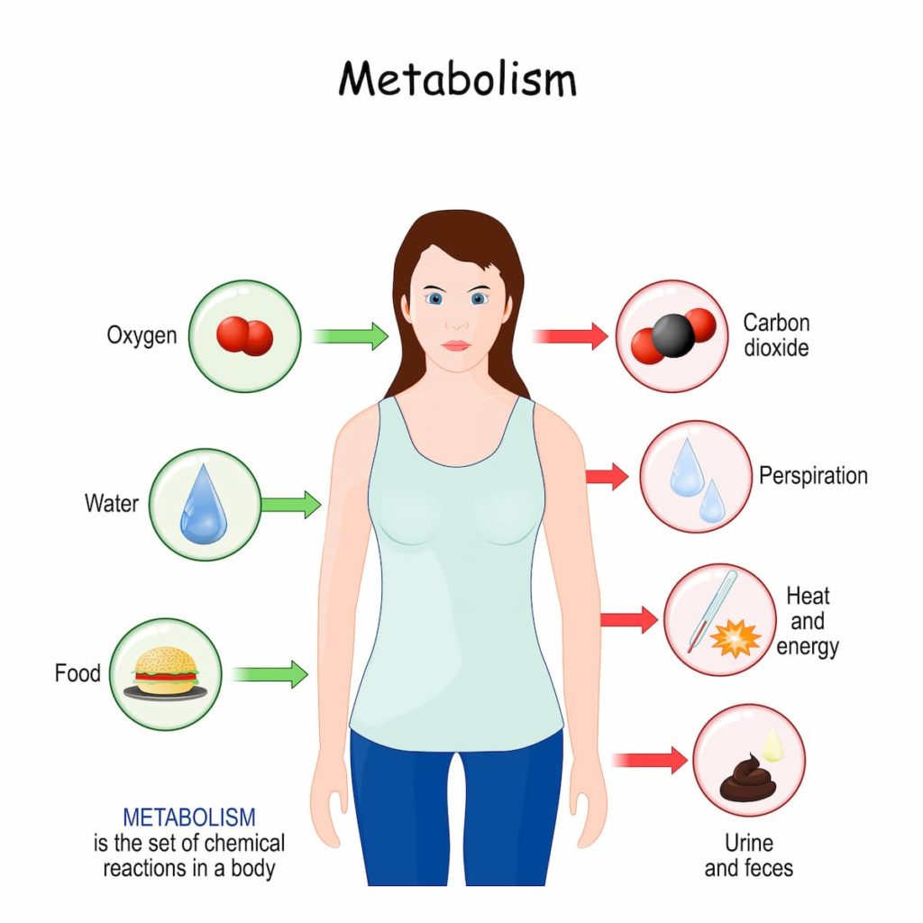 Metabolism diagram to help define diseases that are treated by our endocrinologists in Idaho Falls and Pocatello.